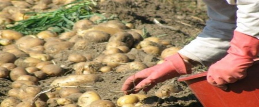 Muğla Patates Üretiminde İddialı
