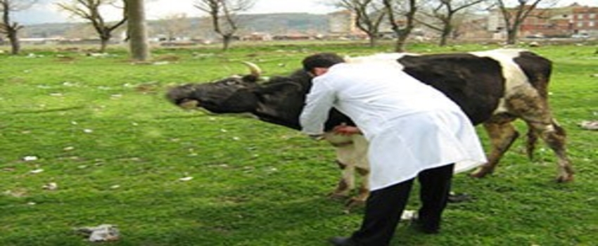 Kırıkkale`de Büyükbaş Hayvanlara Şap Aşısı Yapılıyor