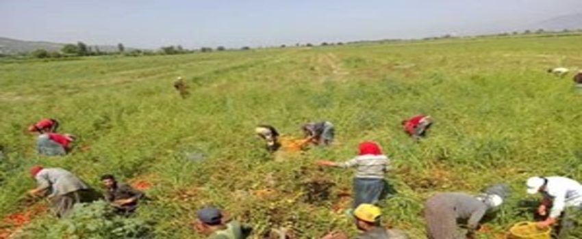 Suriyeliler Aydın`da Tarım İşçiliğine Yöneldi