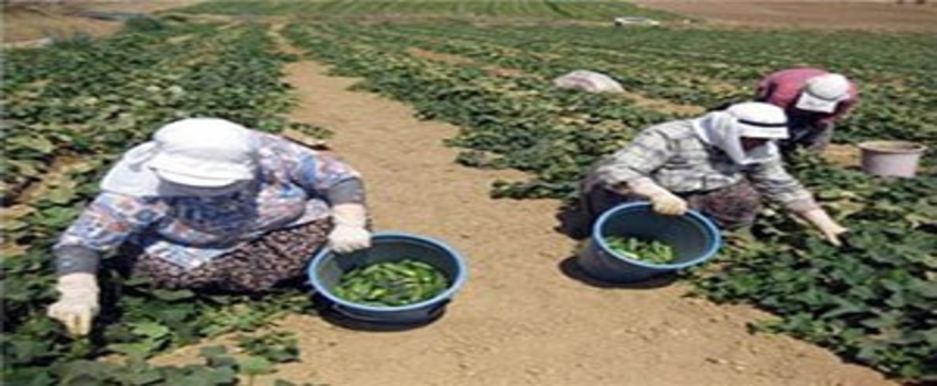 Tarım İşçileri Sıcağa Meydan Okuyor