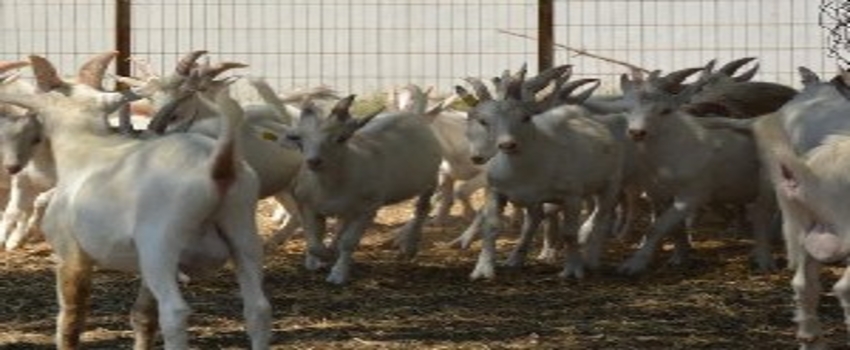Bursa`nın üniversiteli kurbanlıklarının fiyatı piyasanın altında