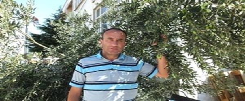 Zeytincinin Gözü Yağmurda