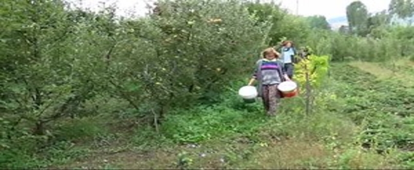 3 Alman Tıp Öğrencisi Türkiye`de Tarlada Çalışarak Tatil Yapıyorlar