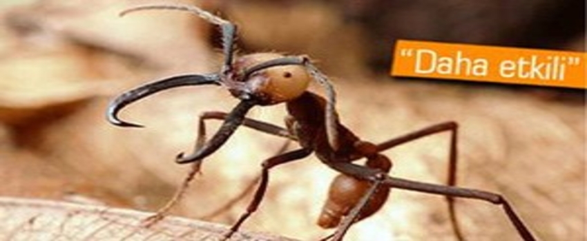 Büyük Böceklere Karşı Karınca Ordusu Kurdular