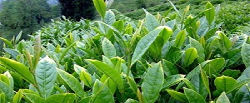 Çay Atıklarından Tekstil Boyası Üretildi