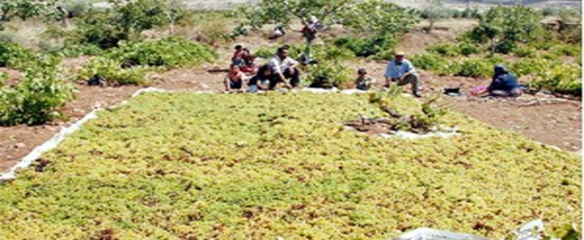 Kilis`te Üzümler Kurutulmaya Başlandı