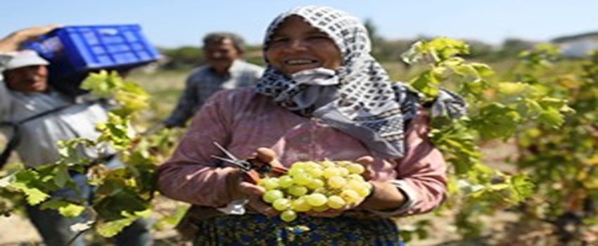 Saruhanlı`da Üzüm Hasadı Tamamlandı