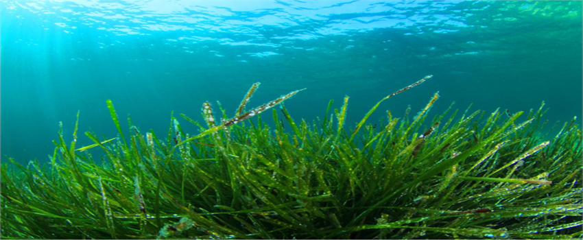 Muhteşem Yosun Spirulina Yosunu