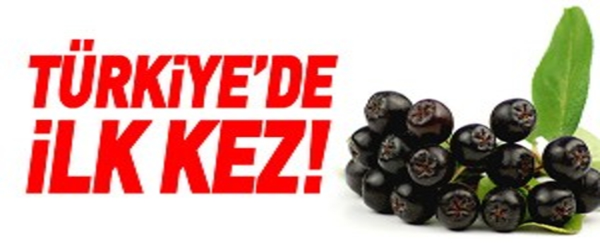 Süper Meyve`de İlk Ürün Alındı