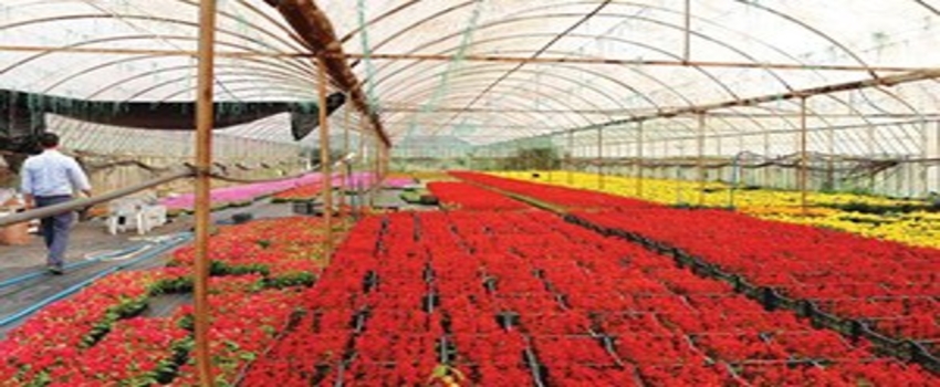 1.6 Milyon Süs Bitkisi Üretti