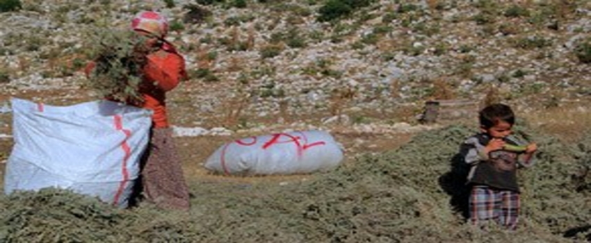 `Sütçüler Kekiği`nde Hasat Başladı
