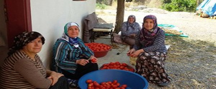 Torul`da Kadınlara Domates Konserve Yapımı Eğitimi Verildi
