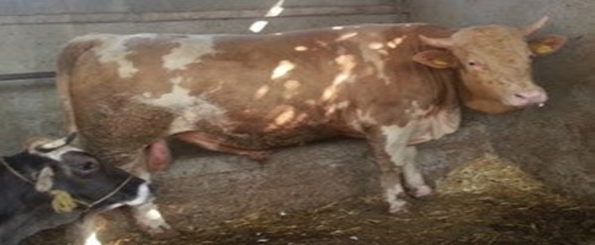 Tzob Genel Başkanı Bayraktar`dan Kurban Fiyatlarıyla İlgili Açıklama