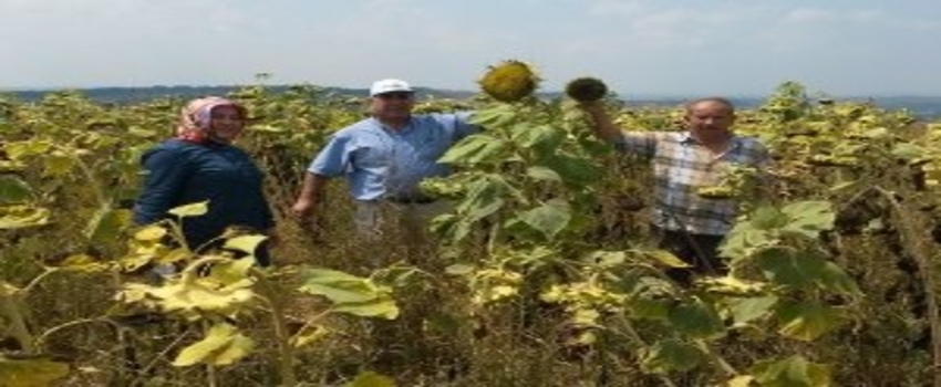 Trakya`da Ayçiçeği Veriminde Düşüş Beklentisi