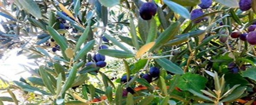 Zeytin`de Bu Sezon Artış Bekleniyor