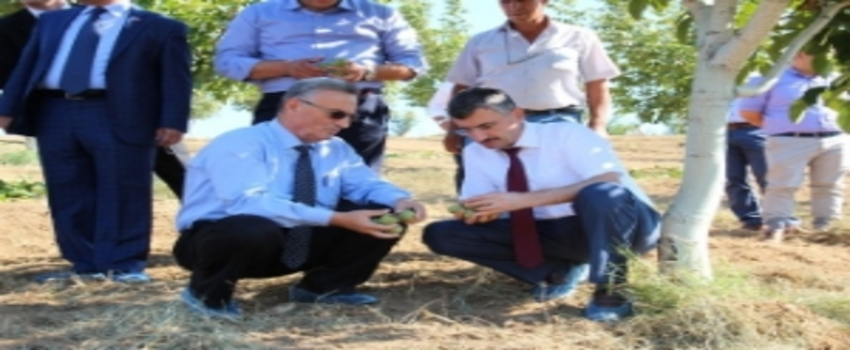 Manisa Ceviz Üretim Alanında Ülke Birincisi