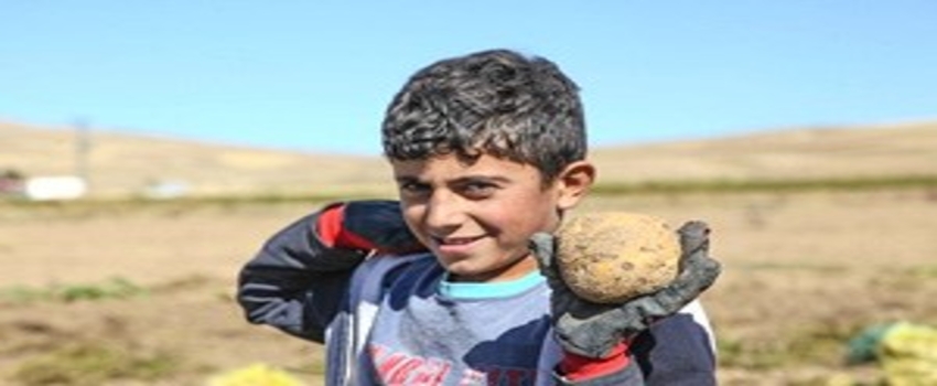Ahlat`ta Patates Hasadı Başladı