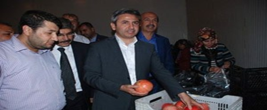 Almanya`ya Nar İhracatı