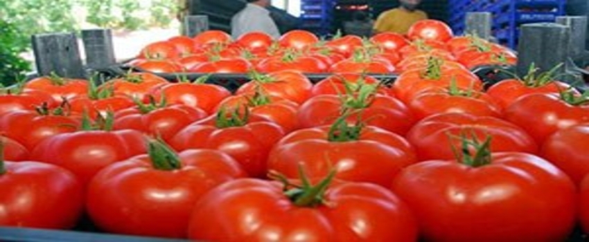 Domatesin De Helali Mi Olur?