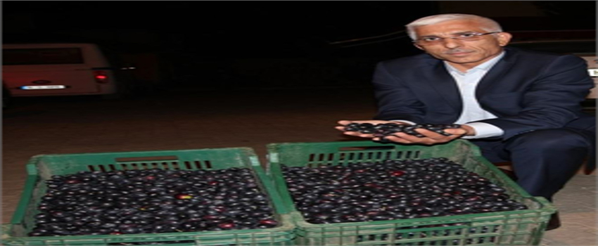Marmarabirlik Ürün Alımına Başladı