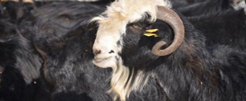 Honamlı Keçisi `Yerli Irk` Olarak Tescillendi