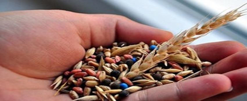 Karaman Ziraat Odası`ndan `Tohum` Uyarısı