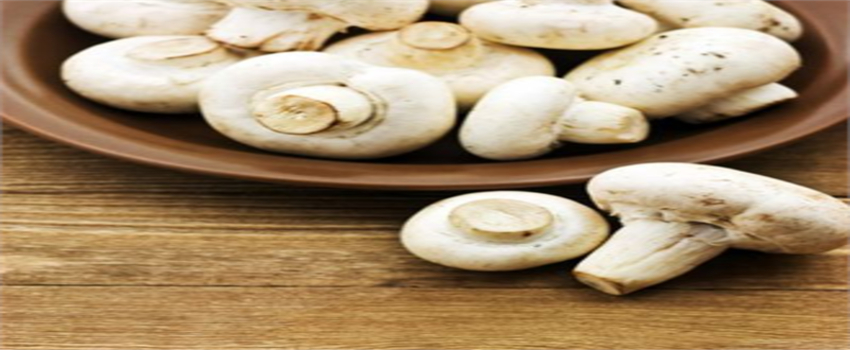 10. Türkiye Yemeklik Mantar Kongresi Adana`da