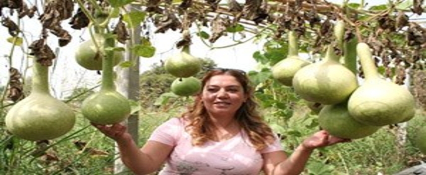 Mersin`de, Su Kabağının Karpuza Anaçlık Durumu Araştırılıyor