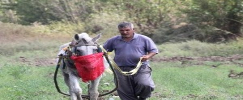 Teknolojiye İnat At ile Çapa Yaparak 4 Çocuğunu Büyüttü