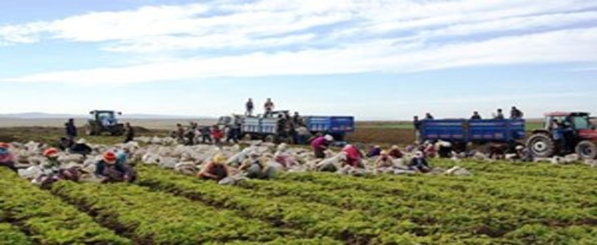 Türkiye`nin Havuç Deposu Beypazarı`nda Hasat Başladı