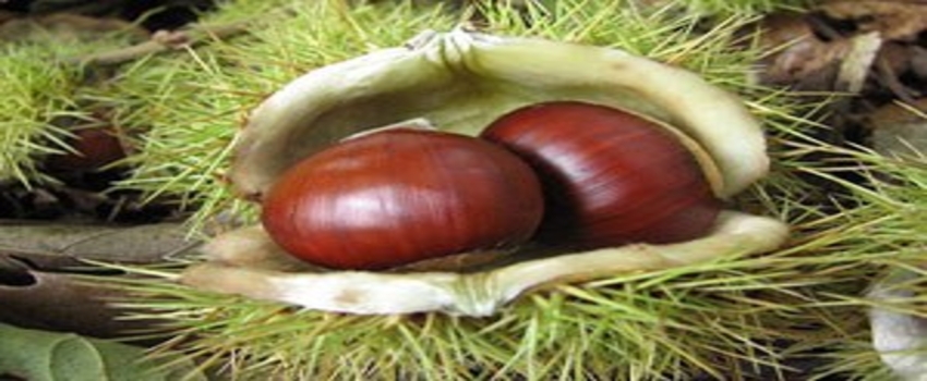 Sinop`ta Kestane Hasadı Başladı