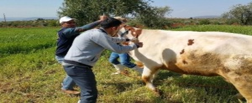 Sonbahar Dönemi Şap Aşılama Kampanyası Devam Ediyor