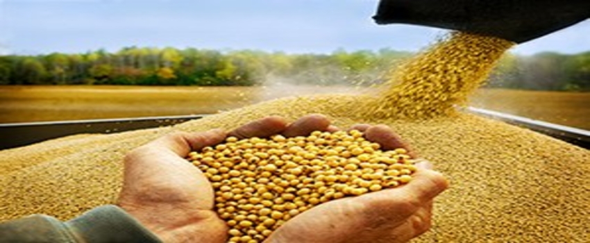 2 Milyon Tonluk Soya İthalatına Bakanlık El Attı