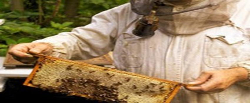 Türkeli`de Arıcılığı Destekleme Çalışmaları