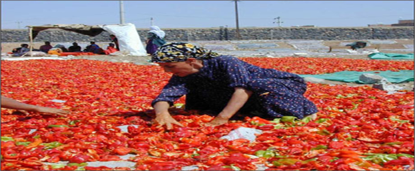 Sofraların En Acı Reçeli `İsot Reçeli`