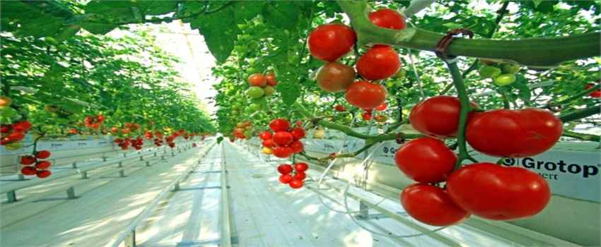 Tarsim`de Yeni Üretim Sezonu Açıldı