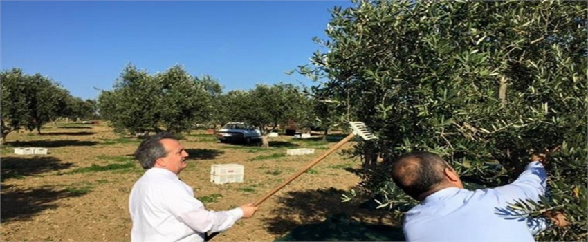 Tekirdağ`da Son Yılların En Yüksek Zeytin Rekoltesi Hasat Oluyor