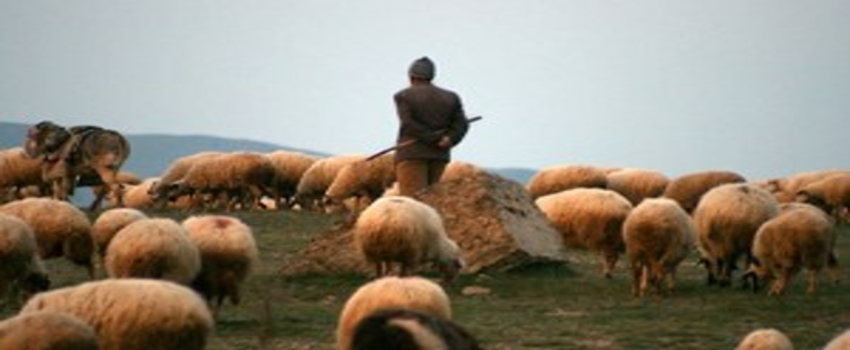 Sürü Yönetimi Elemanı Benim Projesi