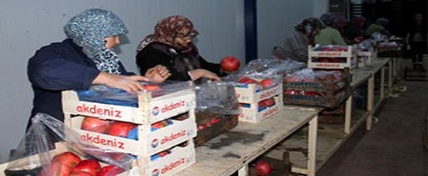 Bursa`nın Narı Avrupa`nın Gözdesi