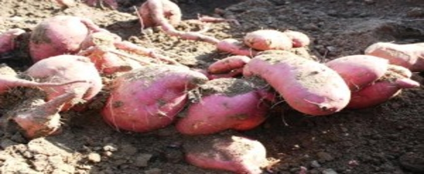 Ekobahçe`de İlk Tatlı Patates Hasadı Yapıldı