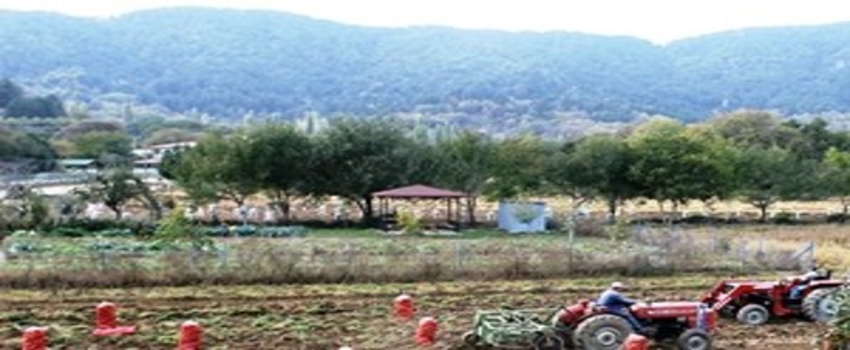 Fiyatı Bir Dönem 5 Liraya Kadar Çıkan Patates 40 Kuruşa Düştü