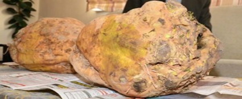 Karaman`da Yetiştirilen 15 Kilogram Pancarlar Şaşırttı