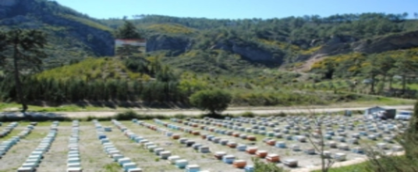 Manavgat`ta Bal Üretimi Yarı Yarıya Azaldı