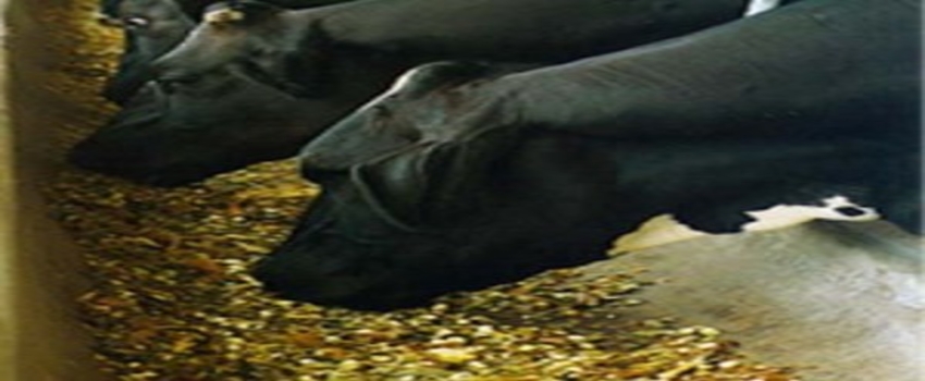 GDO`lu Yeme İzin Çıktı