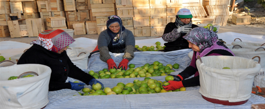 Narenciye`de Fiyat Artışı Sürüyor