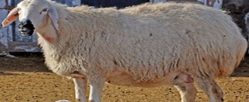 Hayvan Hastalıkları, İnsan Sağlığını da Tehdit Ediyor
