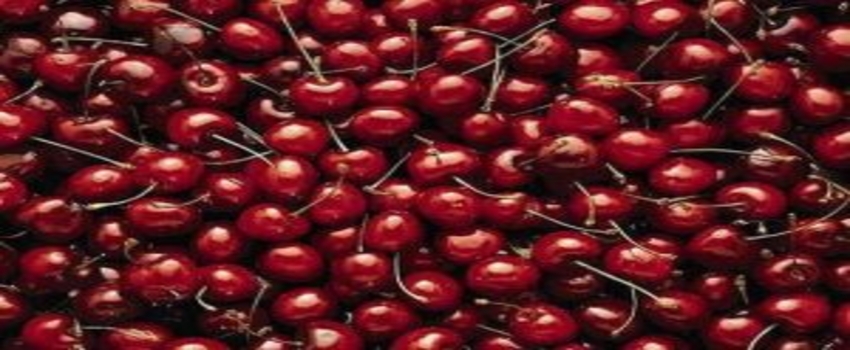 Türk Kirazı Çin`e Gidiyor