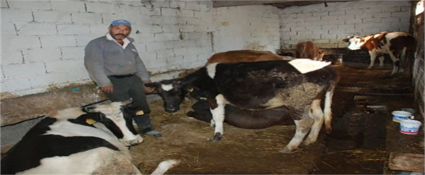 Malatya`da Şap Uyarısı