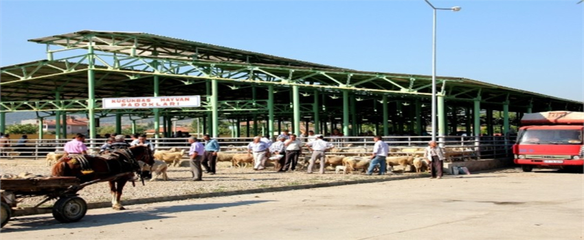 Sarıgöl`de Şap Hastalığı Önlemi