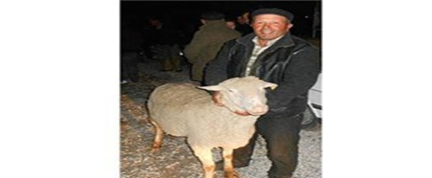 Afyonkarahisar`da Çiftçilere Damızlık Koç Dağıtıldı